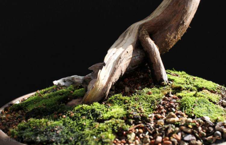 juniper bonsai